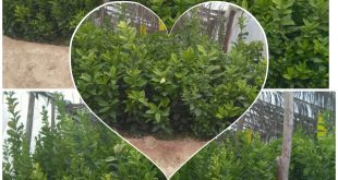 نهال لیمو ترش